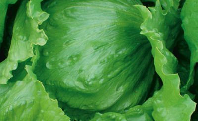 ICEBERG