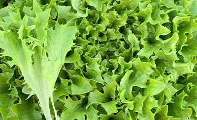 MULTILEAF