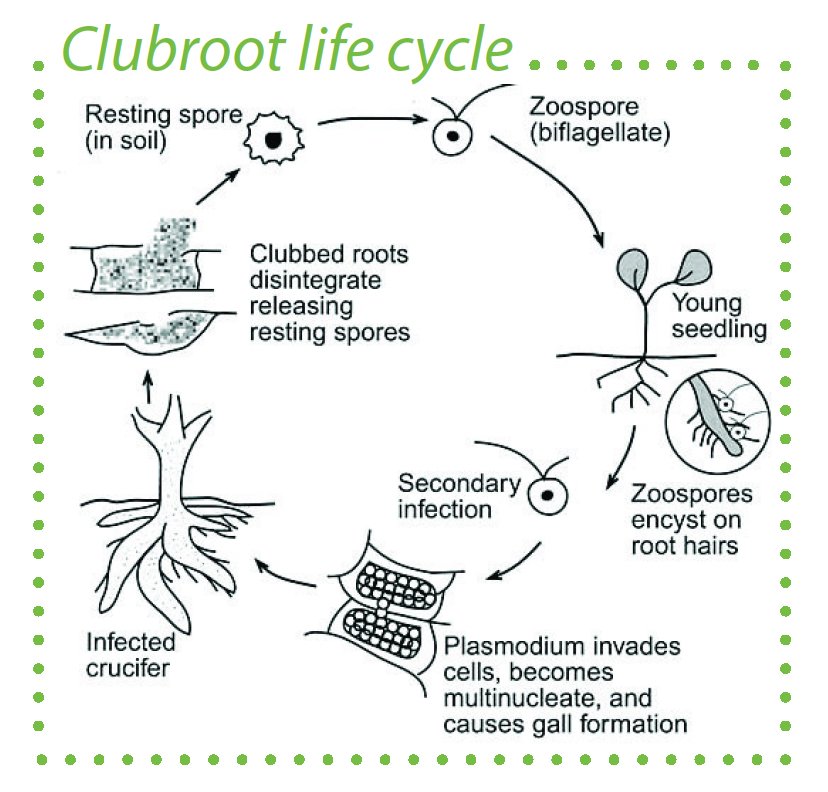 clubroot-life-cycle.jpg