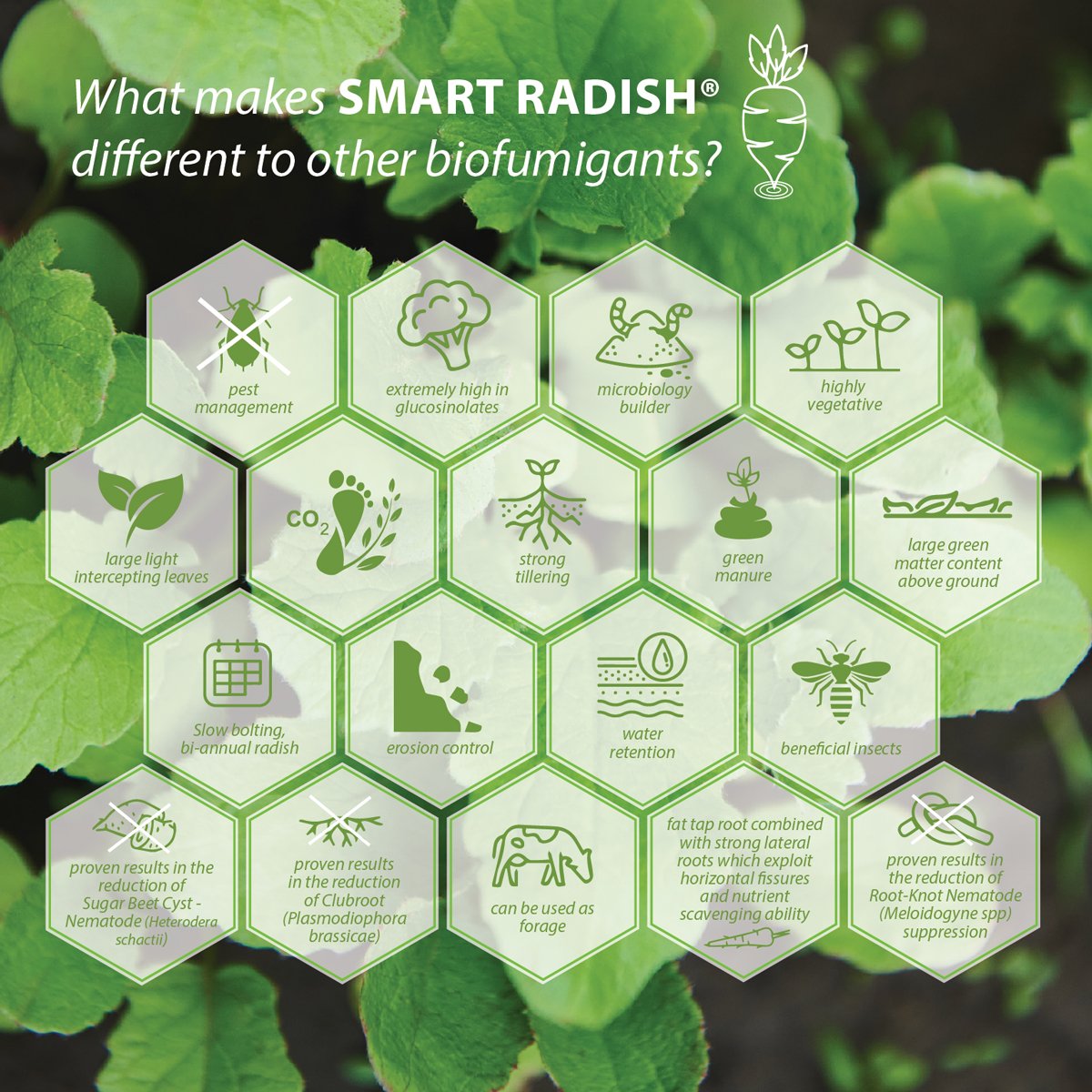 smart-radish-icons2.jpg