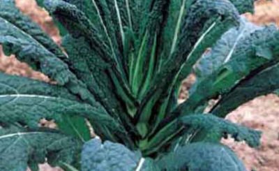 CAVOLO NERO