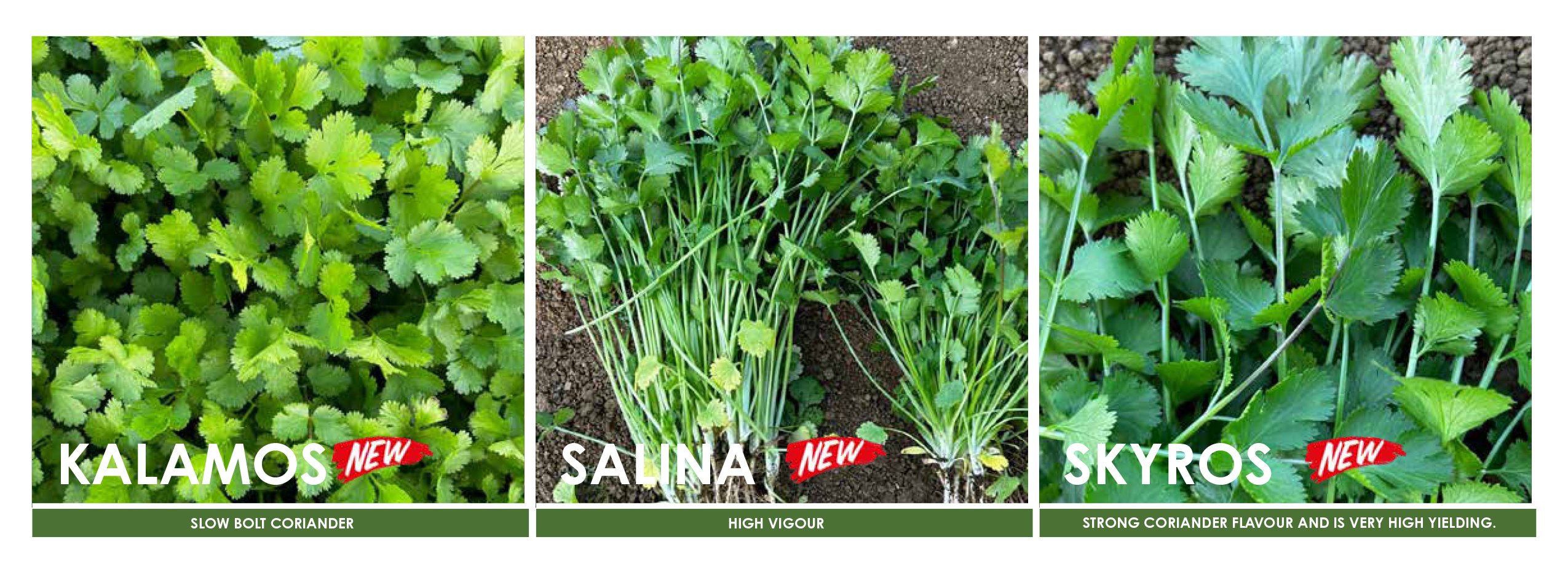 our-types-of-split-seed.jpg